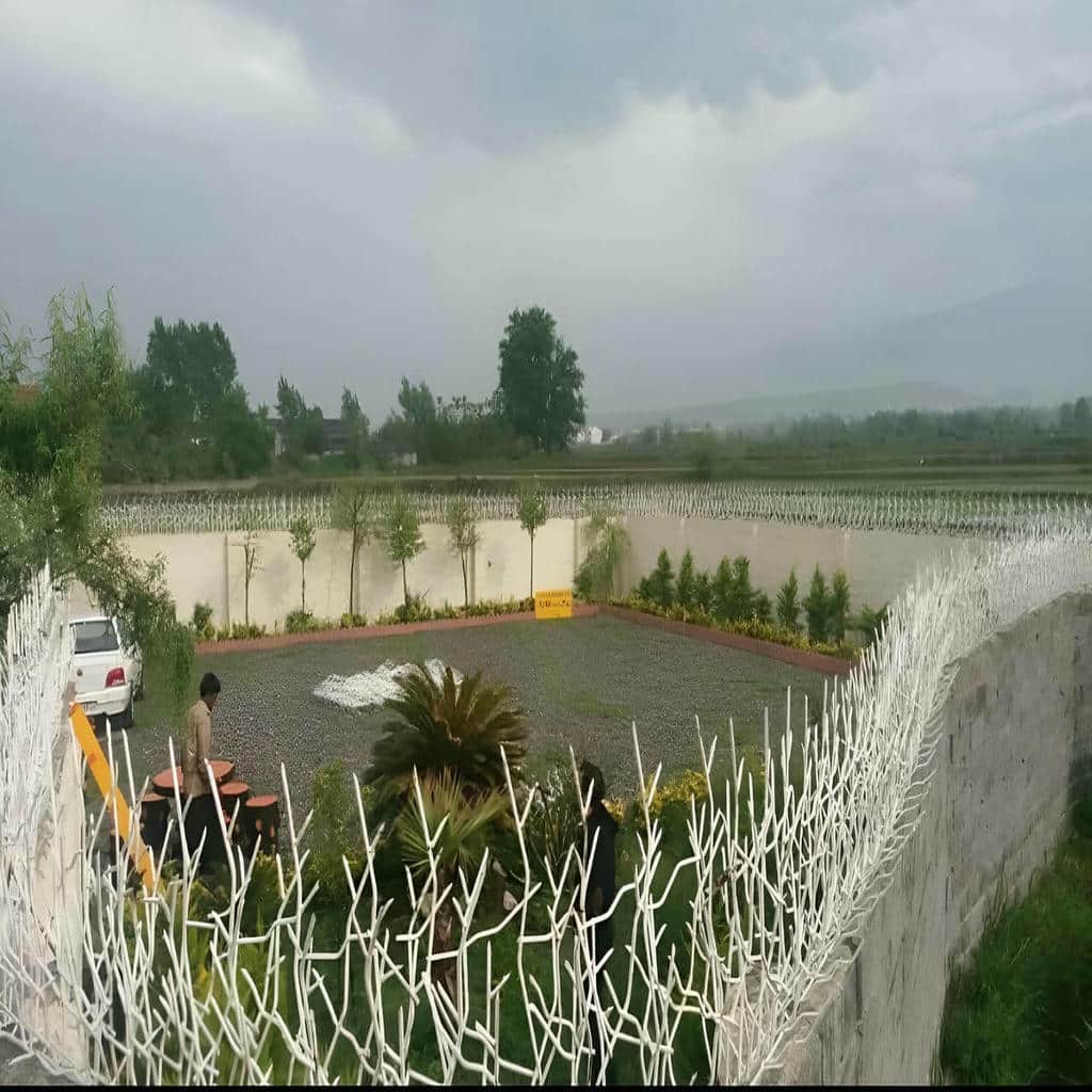حفاظ شاخ گوزنی در آمل