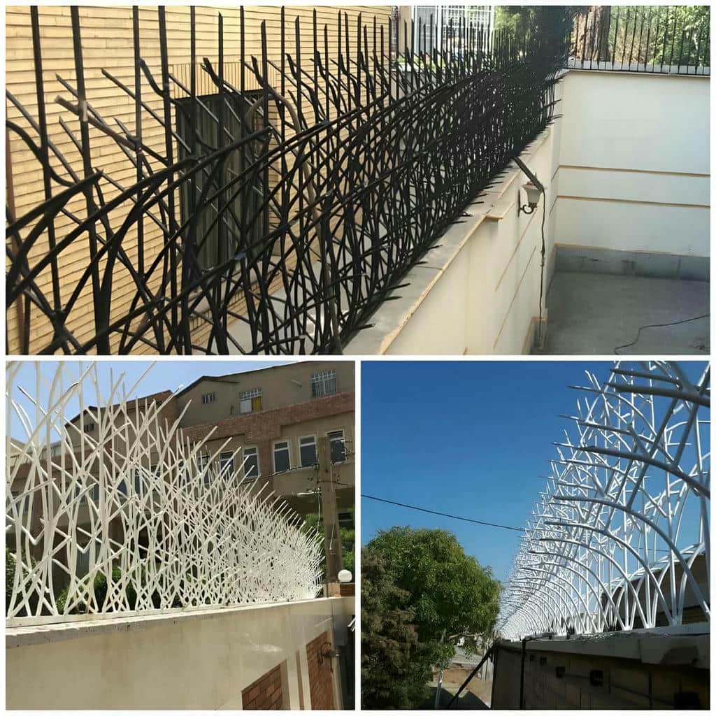 حفاظ شاخ گوزنی در کمال شهر