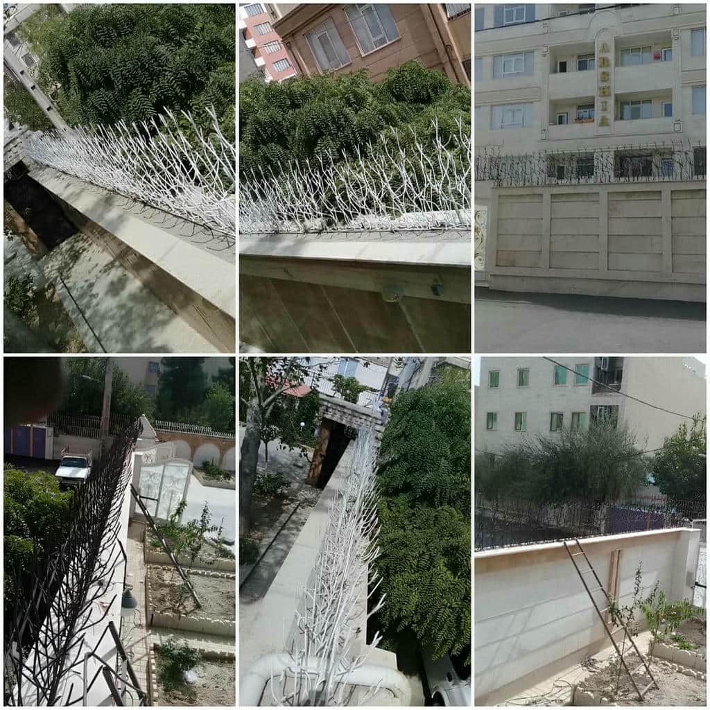 حفاظ شاخ گوزنی در پرند