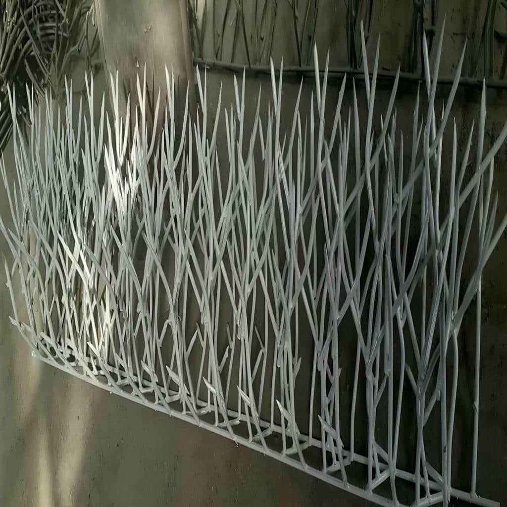 حفاظ شاخ گوزنی در نوشهر