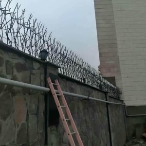 حفاظ شاخ گوزنی در سبزوار