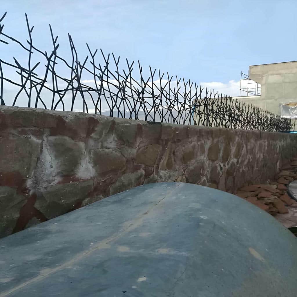 حفاظ شاخ گوزنی در رشت