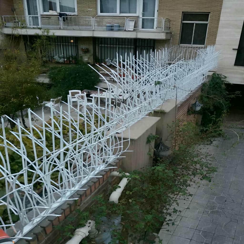 حفاظ شاخ گوزنی در مریوان