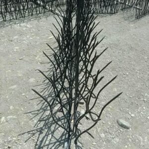 حفاظ شاخ گوزنی در ساری