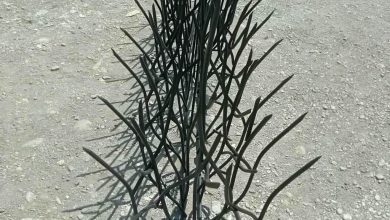 حفاظ شاخ گوزنی در ساری
