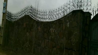 حفاظ شاخ گوزنی در بندر انزلی