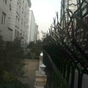 حفاظ شاخ گوزنی در کردان