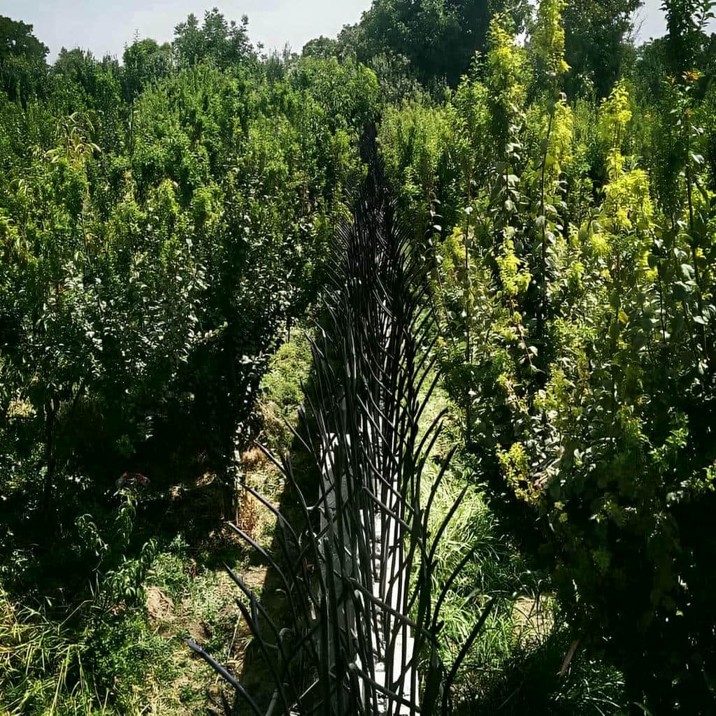 کارخانه حفاظ شاخ گوزنی اجرای اصولی در بابل