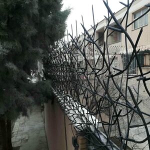حفاظ شاخ گوزنی در ایرانشهر
