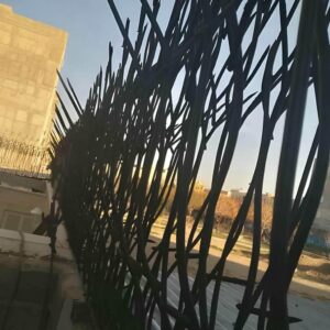 حفاظ شاخ گوزنی در بندرعباس