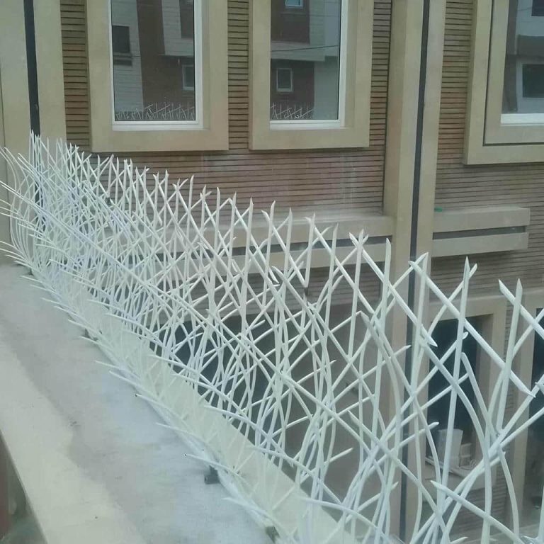 حفاظ شاخ گوزنی در رفسنجان