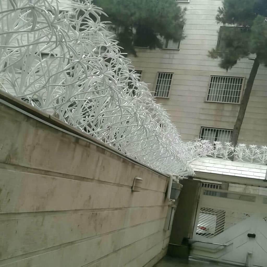 حفاظ شاخ گوزنی در سمنان