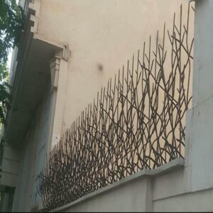 حفاظ شاخ گوزنی در استان مازندران