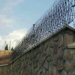 حفاظ شاخ گوزنی در بابل