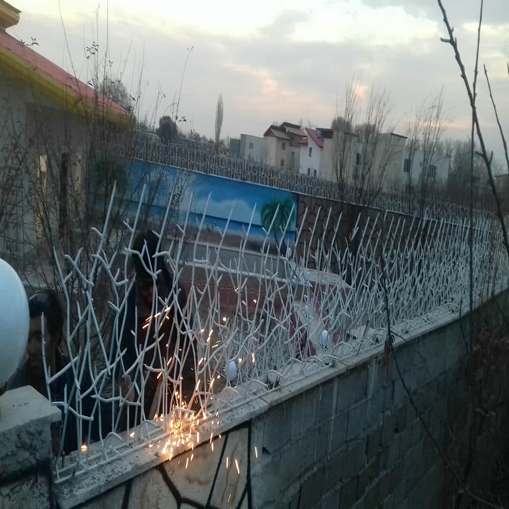 حفاظ شاخ گوزنی با نصب محکم روی دیوار ساختمان