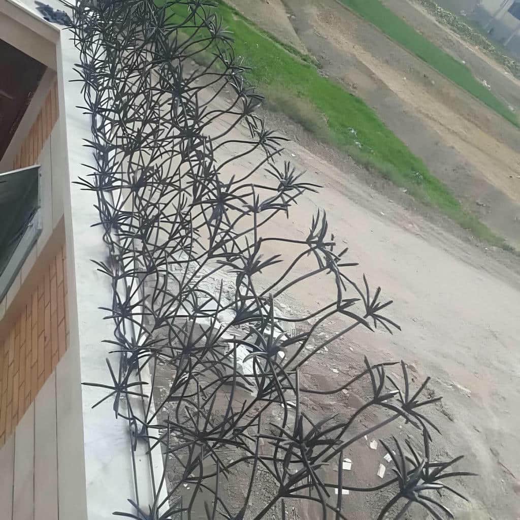 حفاظ نخل مرداب شاخه ای متراکم