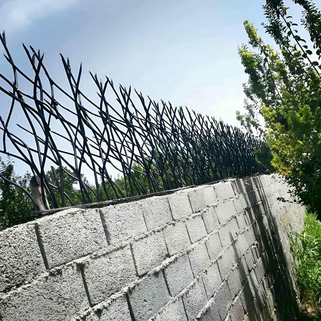 حفاظ دیوار شاخ گوزنی مشکی استان اردبیل