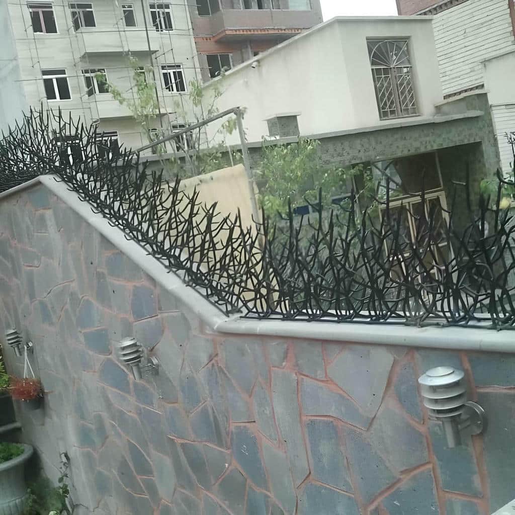 حفاظ دیوار شاخ گوزنی مشکی در استان فارس