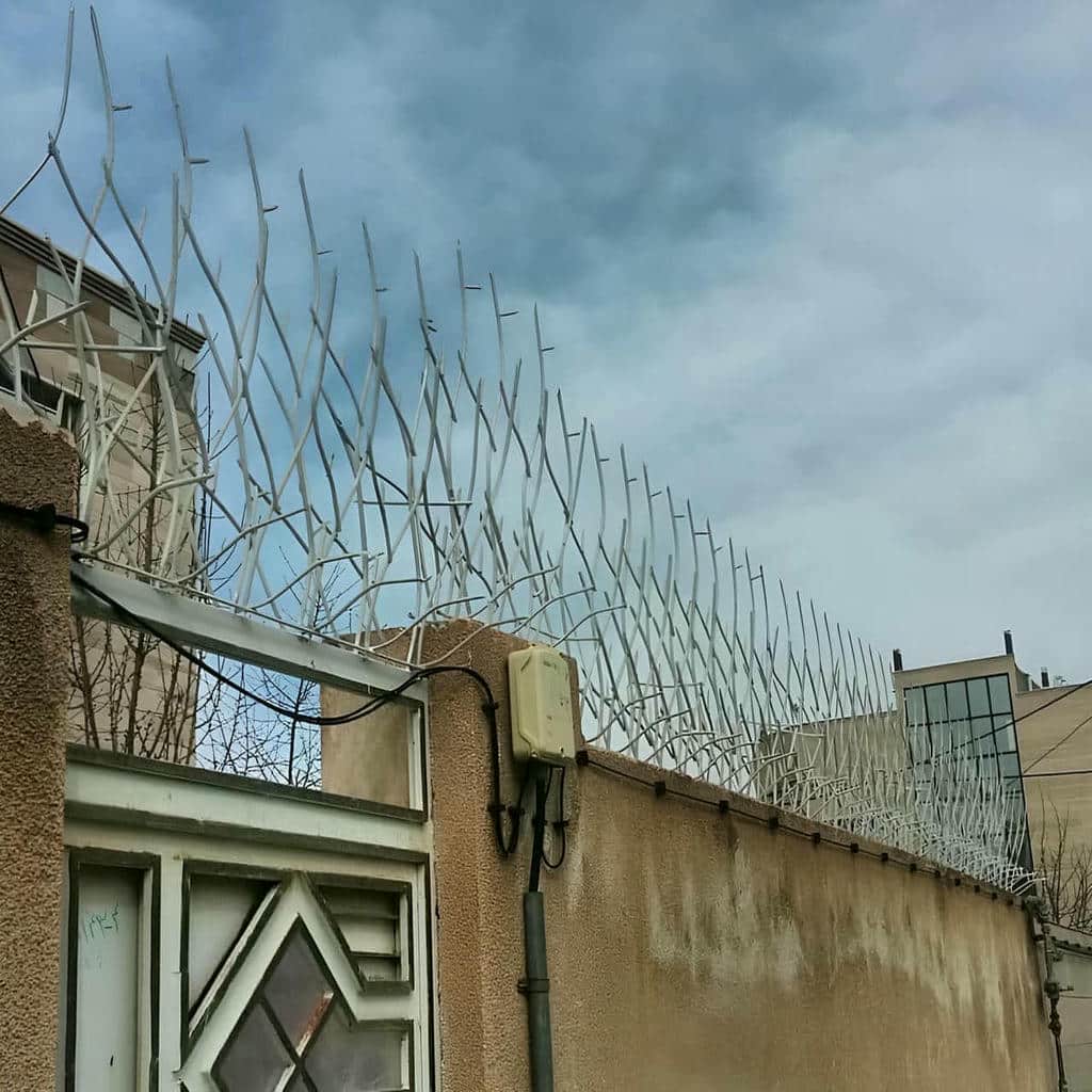 حفاظ دیوار شاخ گوزنی مشکی در اهواز