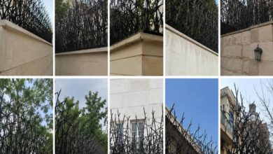 حفاظ دیوار شاخ گوزنی مشکی در استان بوشهر حفاظ دیوار شاخ گوزنی مشکی در استان بوشهر