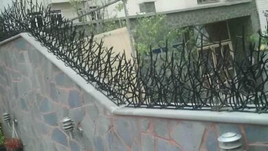 حفاظ دیوار شاخ گوزنی مشکی در استان فارس حفاظ دیوار شاخ گوزنی مشکی در استان فارس